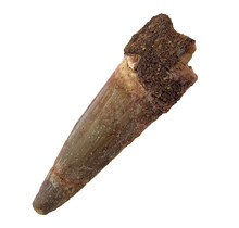 Real dinosaur tooth of the Spinosaurus