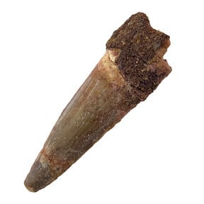 Spinosaurus tooth