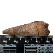 Echte dinosaurus tand van de spinosaurus