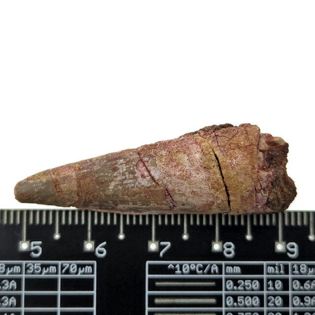 Real dinosaur tooth of the Spinosaurus