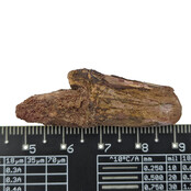 Echter Dinosaurierzahn des Spinosaurus