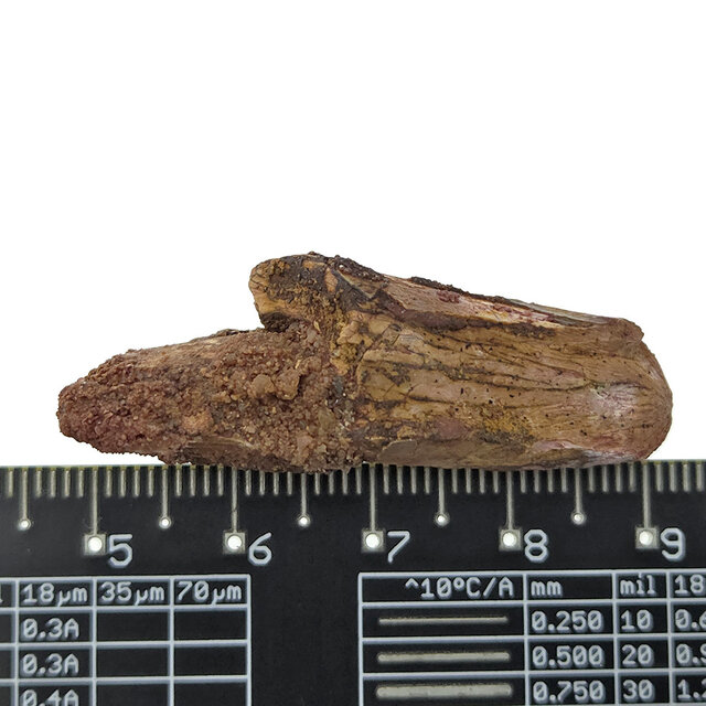 Echte dinosaurus tand van de spinosaurus