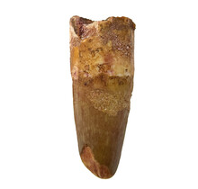 Echte dinosaurus tand van de spinosaurus