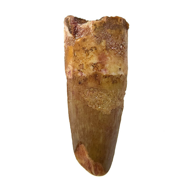 Echter Dinosaurierzahn des Spinosaurus