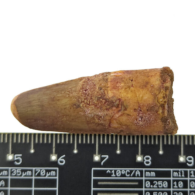 Echte dinosaurus tand van de spinosaurus