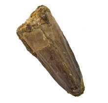 Echte dinosaurus tand van de spinosaurus