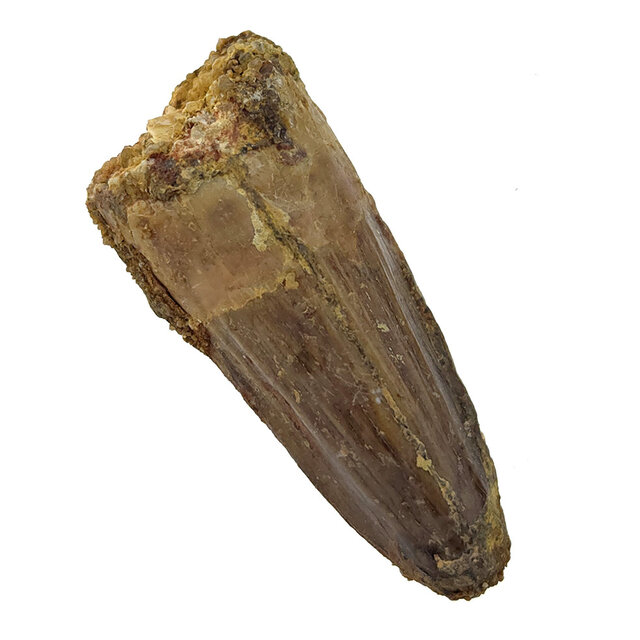 Echte dinosaurus tand van de spinosaurus