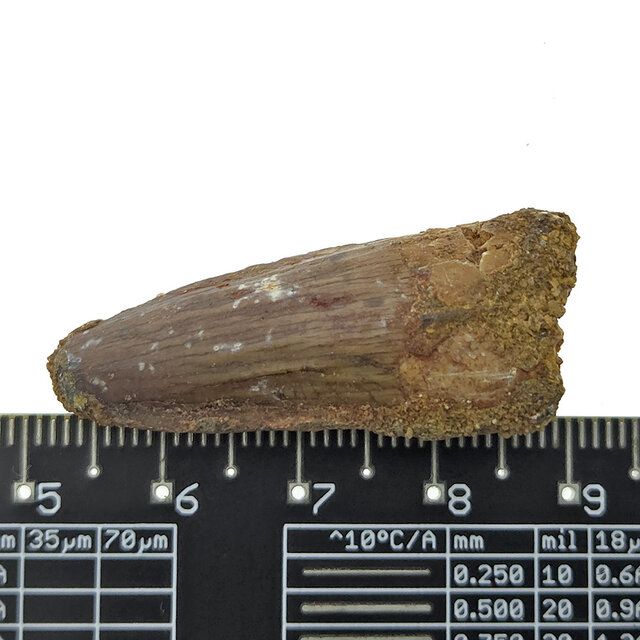 Echter Dinosaurierzahn des Spinosaurus