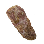 Real dinosaur tooth of the Spinosaurus