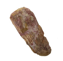 Real dinosaur tooth of the Spinosaurus