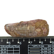 Real dinosaur tooth of the Spinosaurus