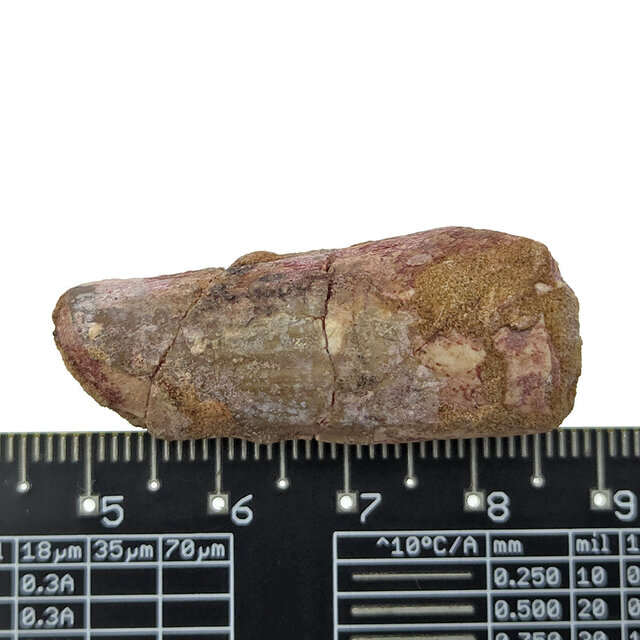 Real dinosaur tooth of the Spinosaurus