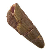 Real dinosaur tooth of the Spinosaurus