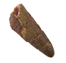 Real dinosaur tooth of the Spinosaurus