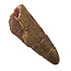Real dinosaur tooth of the Spinosaurus