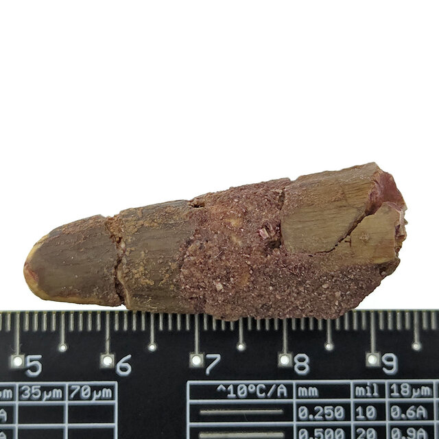 Real dinosaur tooth of the Spinosaurus
