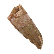 Real dinosaur tooth of the Spinosaurus