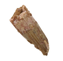 Real dinosaur tooth of the Spinosaurus