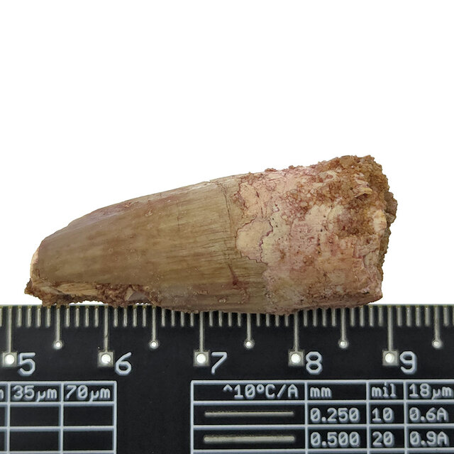Real dinosaur tooth of the Spinosaurus