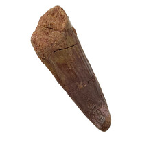 Real dinosaur tooth of the Spinosaurus
