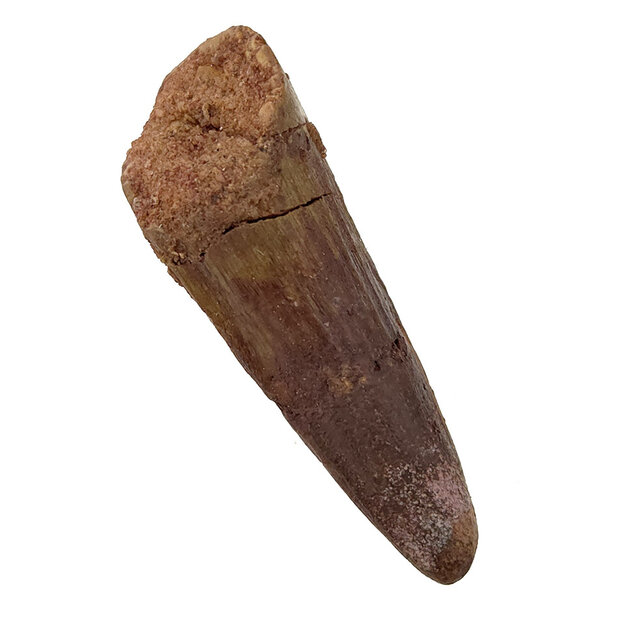 Real dinosaur tooth of the Spinosaurus