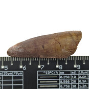 Real dinosaur tooth of the Spinosaurus
