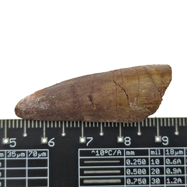 Real dinosaur tooth of the Spinosaurus
