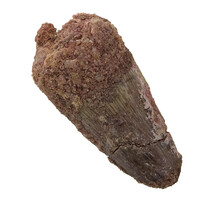 Echter Dinosaurierzahn des Spinosaurus