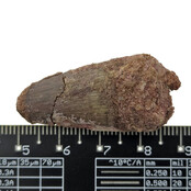 Real dinosaur tooth of the Spinosaurus