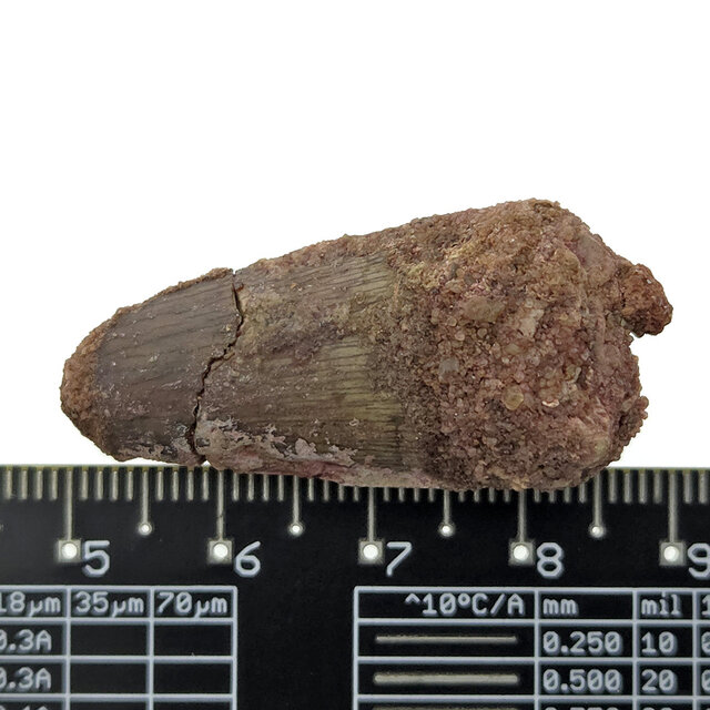 Echter Dinosaurierzahn des Spinosaurus