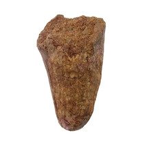 Echte dinosaurus tand van de spinosaurus