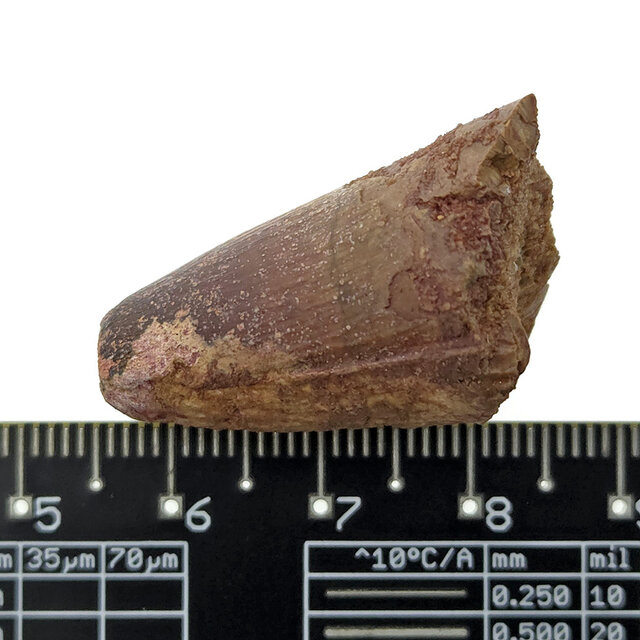 Real dinosaur tooth of the Spinosaurus