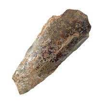 Echter Dinosaurierzahn des Spinosaurus