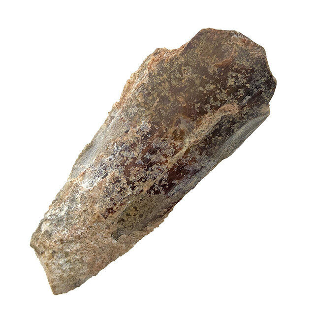 Real dinosaur tooth of the Spinosaurus