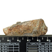 Echter Dinosaurierzahn des Spinosaurus