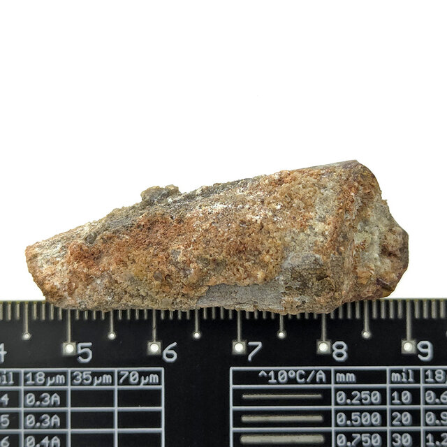 Echte dinosaurus tand van de spinosaurus