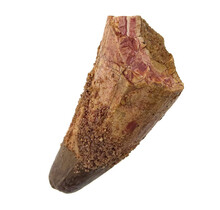 Real dinosaur tooth of the Spinosaurus