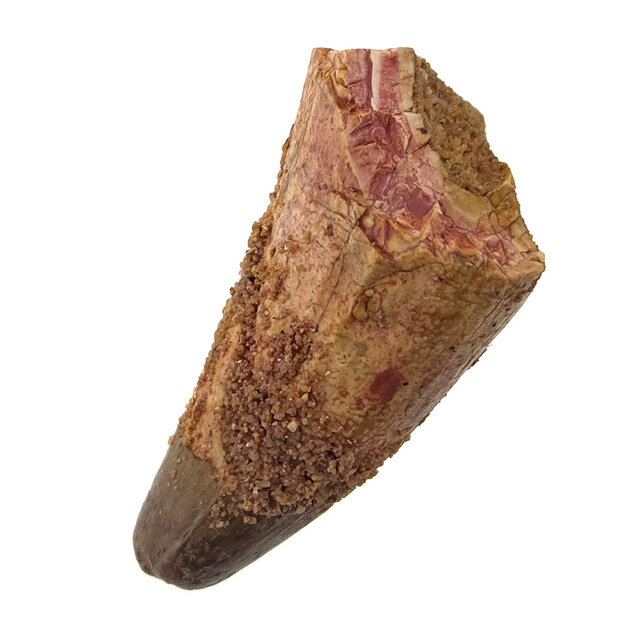 Real dinosaur tooth of the Spinosaurus