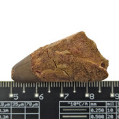 Echte dinosaurus tand van de spinosaurus