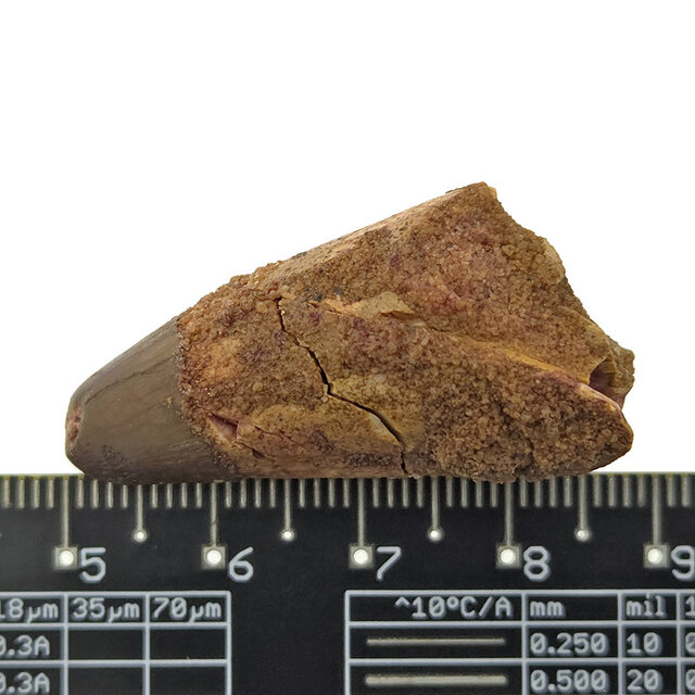 Echte dinosaurus tand van de spinosaurus