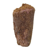 Real dinosaur tooth of the Spinosaurus