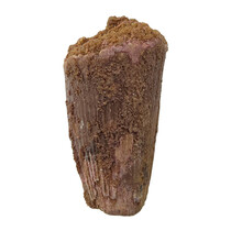 Real dinosaur tooth of the Spinosaurus