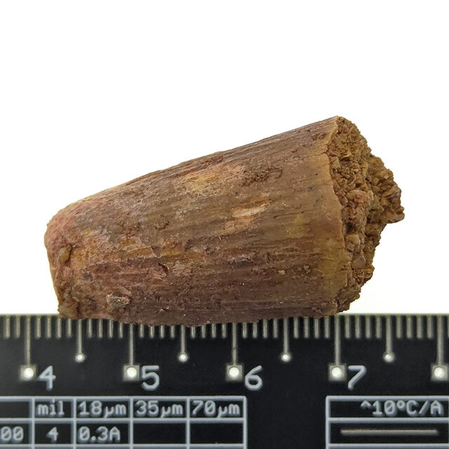 Echter Dinosaurierzahn des Spinosaurus