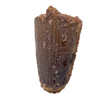 Real dinosaur tooth of the Spinosaurus