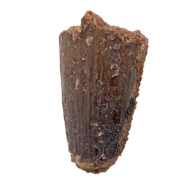 Real dinosaur tooth of the Spinosaurus
