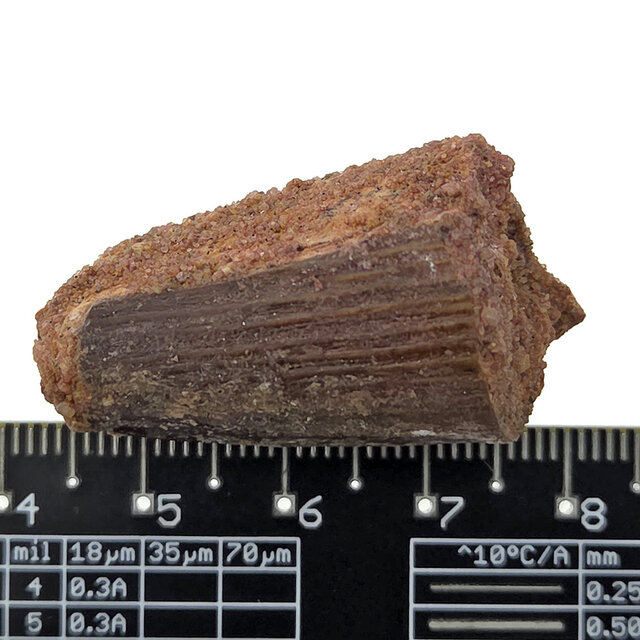 Real dinosaur tooth of the Spinosaurus