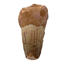 Echte dinosaurus tand van de spinosaurus