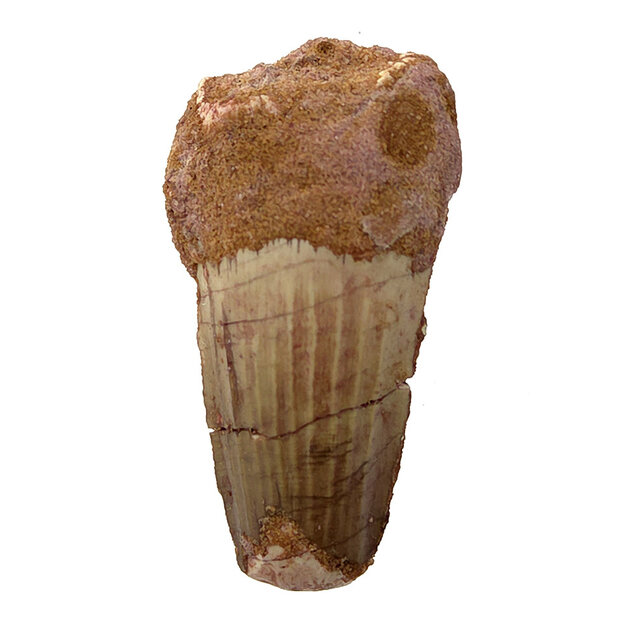 Echte dinosaurus tand van de spinosaurus