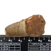 Real dinosaur tooth of the Spinosaurus