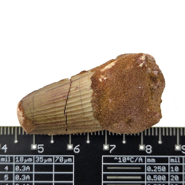 Real dinosaur tooth of the Spinosaurus